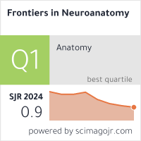 Frontiers in Neuroanatomy